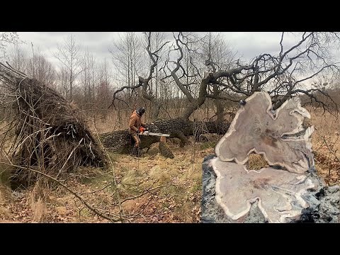 Windblown oak and a nice bonus