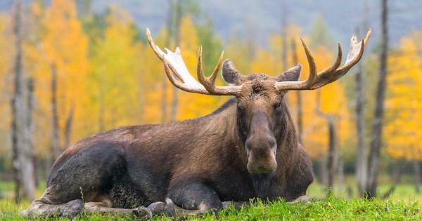 Alaska Wildlife Conservation Center | Portage