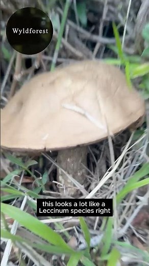 A Rare Bolete from Africa’s Atlas Mountains