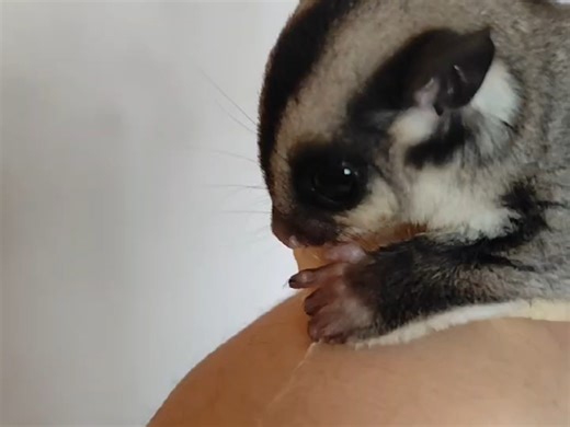 【朱晓洲】第一次在B站发视频，求关注！