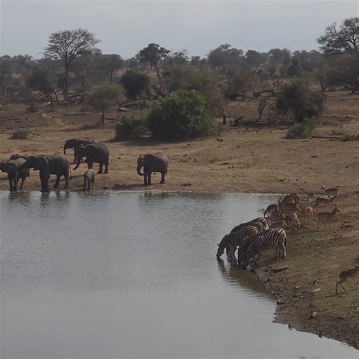 Wildlife gather around the waterhole #wildlife #animals #nature | Latest Wildlife Sightings