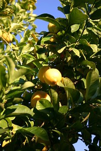 How To Get My Orange Tree To Blossom - Garden Guides