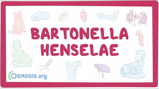 Bartonella henselae (Cat-scratch disease and Bacillary angiomatosis): Video, Causes, & Meaning | Osmosis