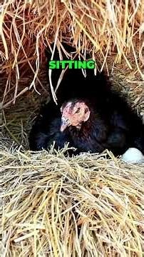Broody Hen Secrets Is Your Hot Egg SAFE ?