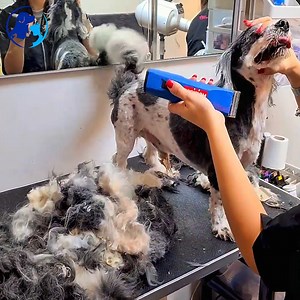 From Fluff to Fab: Watch These Shaggy Dogs Shine After Grooming | Groom House
