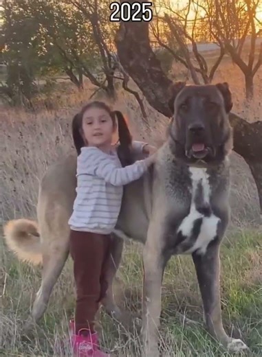 Sivas kangalının 2 sene içinde yaşadığı değişim #SivasMood #Sivas #Yiğido #Sivasspor #Sivaslı #Kar