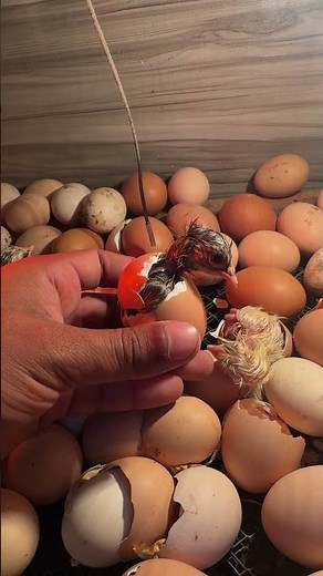 Perfect Egg hatching 🐣