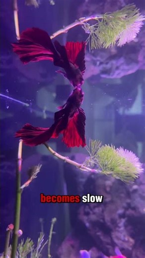 Why Do Betta Fish Move So Gracefully? 🐟✨