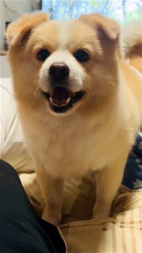 Smiling Dog Can’t Stop Barking 😄🐶 | Pure Happiness