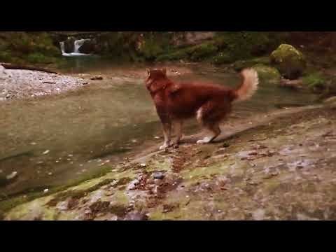 Apprentissages d'une jeune Malamute de l'Alaska #malamute #educationcanine