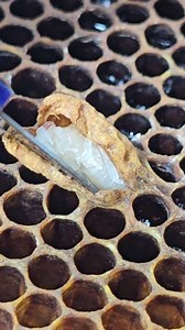 1.1M views · 5.3K reactions | Small queen cell. | Phary BeeKeeper | Facebook