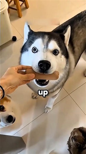 Girl’s Morning Routine with Pets 🐶🐦 Cutest Animal Care Ever!