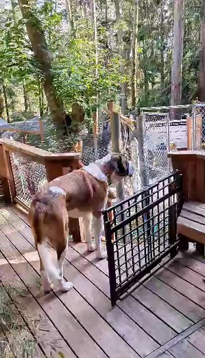 When your Saint Bernard wishes he was a wolf dog and howls with the 15 wolf dogs at our wildlife rescue, education, conservation center. #rescueanimals #wolf #saintbernard #howl | Because We Matter