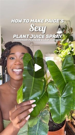 Blossom Effect on Instagram: "CLEAN THOSE LEAVES! 🪴🧽💦 —- Here is how I make my sexy plant juice spray: - 2 cups of water - 2 tablespoons of neem oil - 1 tablespoon of peppermint castle soap - 1 teaspoon of isopropyl alcohol BONUS: use a microfiber cloth gloves to ensure that you are cleaning those leaves! @instantplantfood got you covered if you need some! 20% off your order using code “BLOSSOMEFFECT” at checkout. #plantmom #plantlover #plantsoftiktok #plantsmakepeoplehap