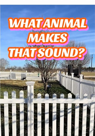 Meet Willy: The Howling Boston Terrier