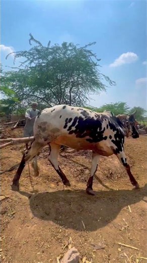 Stunning Engineering: How to Cut Food Of Bulls Without Electricity #shorts #jcb #cow #cowvideos #yt