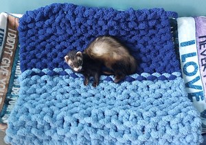 Hand Knitted Chunky Yarn Pet Blanket: Snuggle Blanket for Ferrets, Cats, Dogs - Etsy