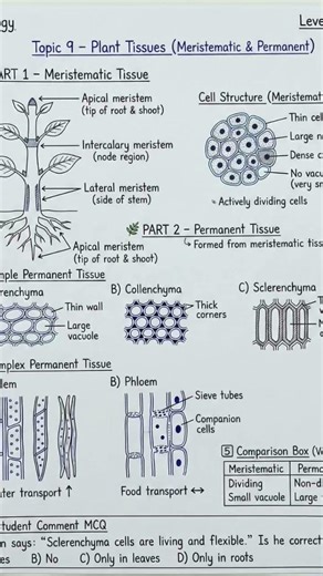 Plant tissues #biologyclass10 #sciencebysumati