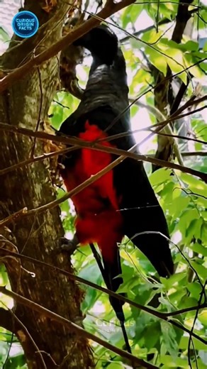 👉 This “Vampire Bird” Isn’t What You Think… 😳