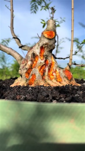 Kencangin sedikit nadanya boy 🔥🔥🔥 @pras_nugroho #antingputri #wrigtiarelegioasa #waterjasmine #antingputriindonesia #antingputrinusantara #bonsaiindonesia #bonsainusantara #kolektorbonsai #bonsaifighter #ruangbonsaichannel #themax30cm #antingputritasikmalaya #antingputribonsai #videotiktok #fyp