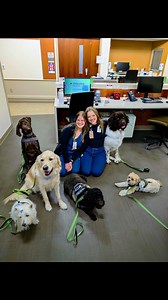 The Parkview Pups and their handlers have been on a happiness tour across the health system, PAWsing at bustling nurse stations and hushed offices at every stop. These furry ambassadors are brightening the days of our amazing Parkview co-workers, serving as sources of comfort, laughter and reprieve. These joyful moments are made possible by the incredible generosity of your donations to the Parkview Health Foundation, and we're so grateful! 🐾💚🐾💚 #ParkviewPups #EmployeeWell-Being #DogTherapy 