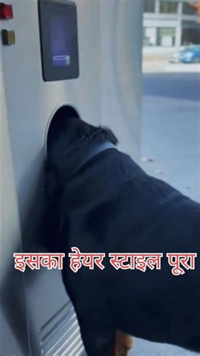 🐶 AI haircut machine gone wrong 😂#shorts #shortvideo #dog #pets