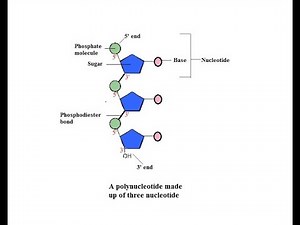 Polynucleotide ; Definition, explanation, Components and Examples of Nucleic Acids