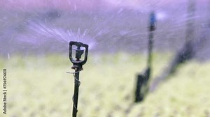 Sprinklers rotate, ensuring water distributed uniformly across plants