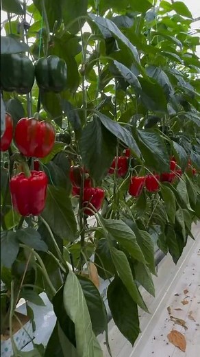 #780 Capsicum annuum | Solanaceae | Bell Pepper | Sweet Pepper | Chili Pepper | Rocoto Pepper Piiman