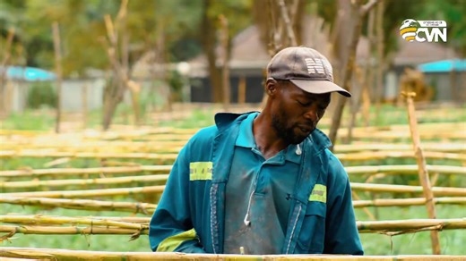 He makes thousands from a tiny plot in Harare Full video on: https://youtu.be/ltTqVG0vIo4 | Farming in Zimbabwe