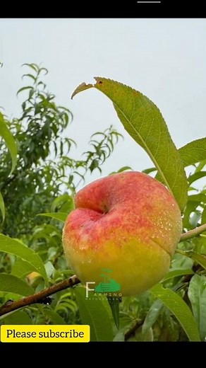 From Farm to Fruit Bowl: Mastering Peach Cultivation 🍑