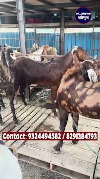 MGF GOAT FARM KI PEHLI SHAANDAAR BAKRA MANDI