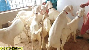 34K views · 58 shares | 03487484726Whole pink goats in the state for 2021 2020 Varma Month 24th | Naveed Goat Farm | Facebook