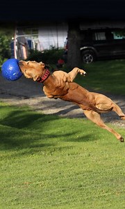 4.9M views · 4.7K shares | Ace will always be remembered as the ultimate protection dog - who could jump through second-storey windows to take down armed intruders DarkDynastyK9s | Dog Dynasty | Facebook