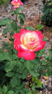 The eye-catching and vibrant hybrid tea rose Double Delight in the summer garden. Stunning rose head with beautiful creamy-white petals that have a vivid cherry-red blush on the edging of the