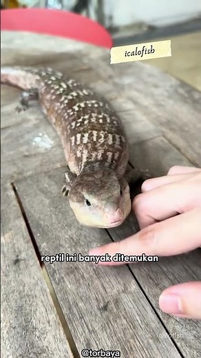 🦎 Blue Tongue Skink! The Most Unique Blue-Tongued Lizard in the World 😱