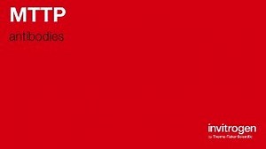 MTTP antibodies from Thermo Fisher Scientific