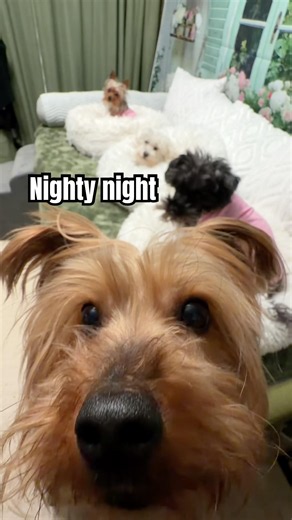 Nighty night from the puppies. Sweet dreams from Lily, Leo, Elvis, and Ralphie. #dog #yorkie 🥱