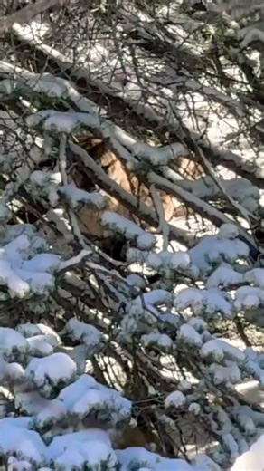 They hide so well! Full video on our channel! #hounds #hunting #mountainlion #predator #wilderness