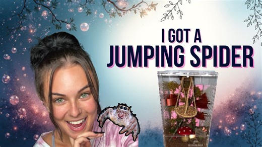 Meet My New Pet Jumping Spider – Name Reveal Inside!