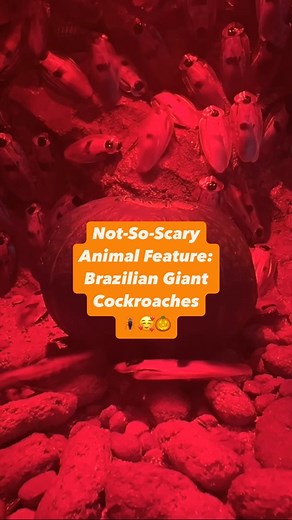 Not-So-Scary Animal Feature: Brazilian Giant Cockroaches 🪳🥰 The next time you’re walking through the Kinsmen Discovery Centre, check out these big but important bugs! Discover a little bit more about them, plus fun facts on why you shouldn’t be afraid of them, with animal care professional Lindsay. Plus, keep watching to see our cool timelapse of the cockroaches with a squash! #assiniboineparkzoo #notsoscary #braziliangiantcockroach | Assiniboine Park & Zoo