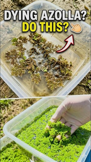 How to revive dying Azolla #garden #azolla