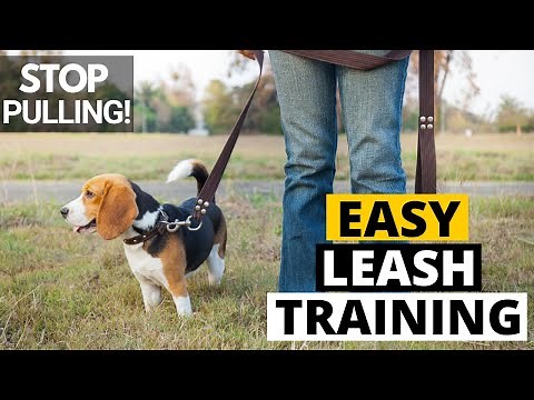 How to Leash Train your Beagle (The Right Way)