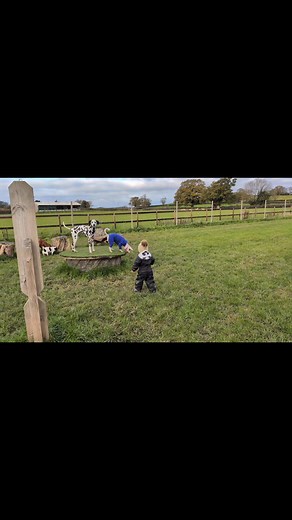 Took my boy to work today! He got filthy but thoroughly enjoyed his walk with the Heads & Tails Pack 🧡🦮💛 #headsandtailsdw | Heads & Tails