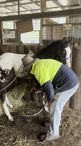 Memphis having his first tie up lessons. And of course feet picking up which he is not so sure of. | Iron Horse Appaloosa Stud