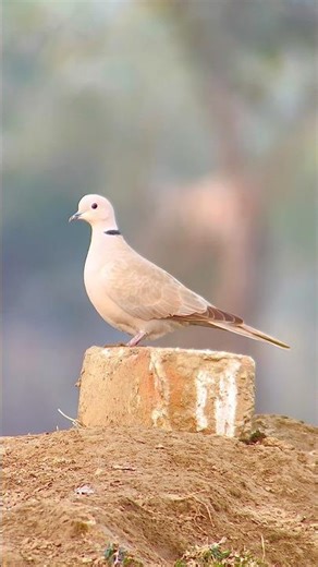 Birding with mobile #birds #naturephotography #birdphotography #nature