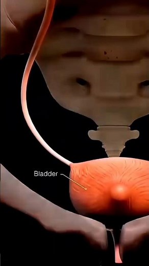 Urinary System pathway #kidney #anatomy #medicaleducation #educational
