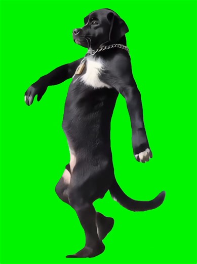 Gangster Walk Unlocked: AI Dog Struts with Confidence