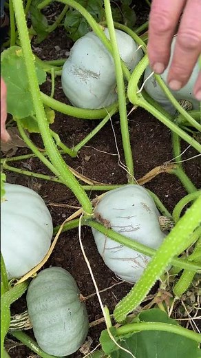 Winter Squash leaf mildew and are they ripe?