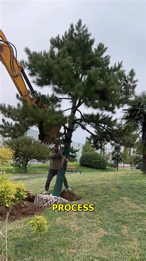 Incredible Tree Relocation A Step-by-Step Guide. #TreeTransplanting #GreenInnovation #NatureTech #EcoFriendly #AmazingNature | Doraya Jennings